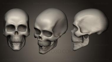 Anatomy of skeletons and skulls (ANTM_0143) 3D model for CNC machine